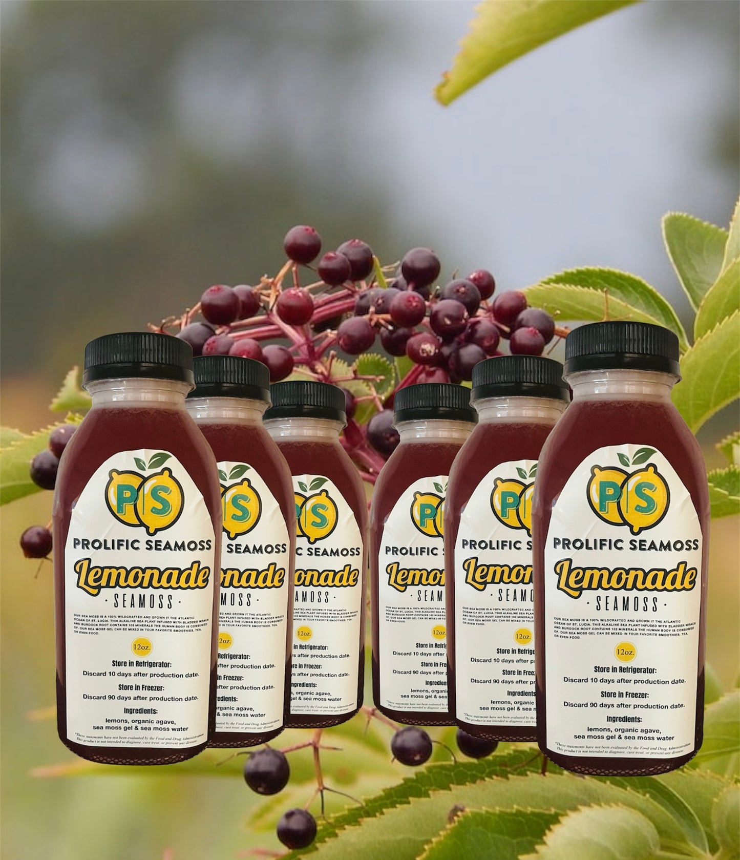 6 Pack Elderberry Seamoss Lemonade